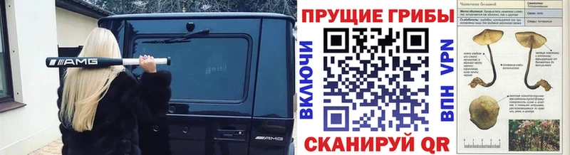 где купить наркотик  Александровское  ссылка на мегу ссылки  Галлюциногенные грибы GOLDEN TEACHER 